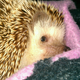 Illustration for article titled Help me choose a prickle pic!
